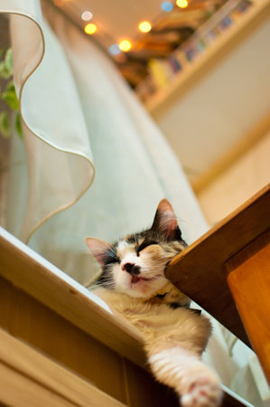 Cute spotted cat lying idly on a window sill under a white curtain against the background of blurred colorful Christmas lights. Its paw is hanging down. Shot from a low angleの写真素材