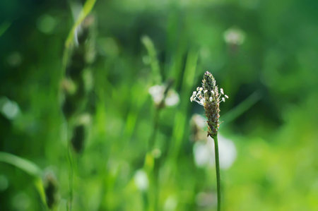 Single stem of white plantain blossom against the green grass in the garden on a spring morningの写真素材