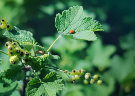 Small ladybug sitting safely on a redcurrant leaf among spring greeneryの写真素材