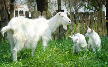 Three white goats standing among green grass on a warm spring day. Family of a mother and her two children resting and spending time togetherの写真素材