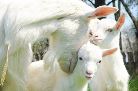 Clouseup of three white goats standing among green grass on a warm spring day. Family of a mother and her two children resting and spending time together. Mother hugs her childrenの写真素材
