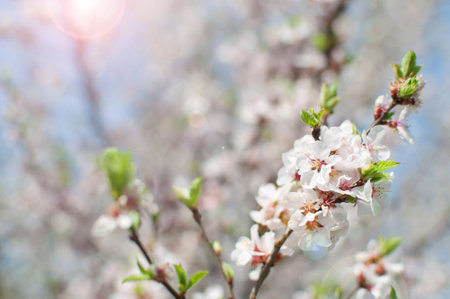 Several branches with white cherry blossoms and green leaf buds in the spring garden against blurred...