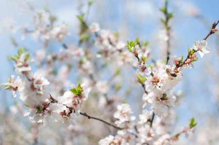 A bee drinking nectar from a blossoming cherry tree branch against the background of blue sky and blurred flowers. Sunny spring dayの写真素材