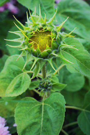 One young bud of a sunflower among many green leaves and several pink flowers. The core of the flower has vibrant yellow seedsの写真素材