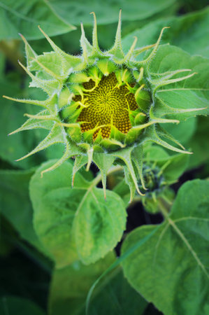 Close-up of one young bud of a sunflower among many green leaves. The core of the flower has vibrant yellow seedsの写真素材