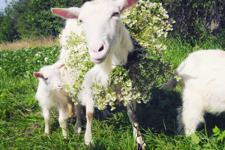 Two white goats standing among green grass on warm spring day. Mother and her child, wearing a big flower wreath on her neck, smiling, posing for camera like a model, enjoying. Funny family pictureの写真素材