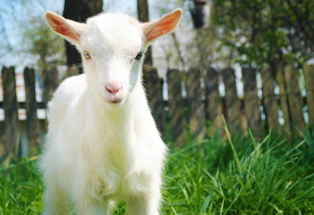One small white young goat standing among green grass on a warm spring day looking straight with joy and happiness, determination and confidenceの写真素材