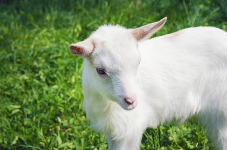 One small white young goat standing among green grass on a warm spring day bowing its head a little, looking with determination and confidenceの写真素材
