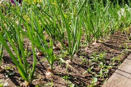 Green onion in the gardenの写真素材