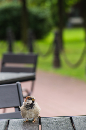 Sparrow are sitting on empty black table in a street cafeの写真素材
