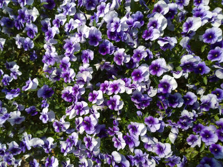 Flowersの写真素材