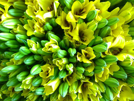 Flowersの写真素材