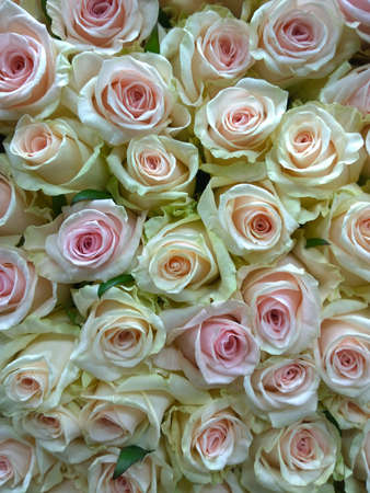 Flowersの写真素材