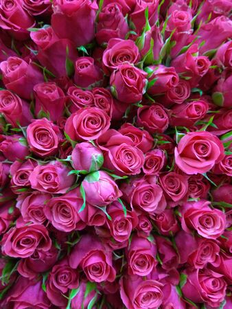 Flowersの写真素材