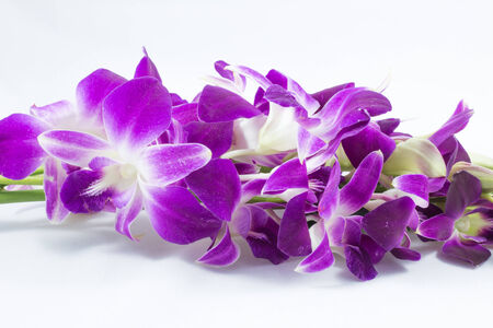 Orchid flowers on the white background の写真素材