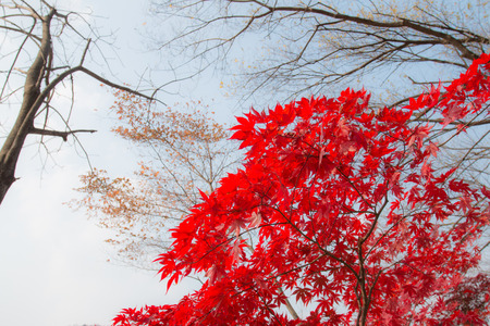 Namisum (Nami island) - 06 November,2014: Red Maple in autumn season.