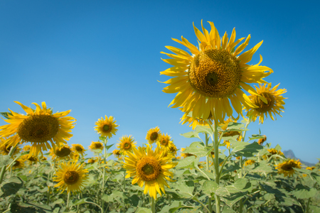 Sunflower oil farm with blue sky.の写真素材