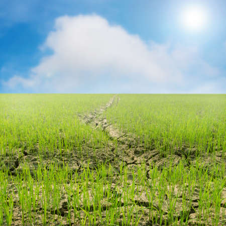 Rice farm with blue sky.の写真素材
