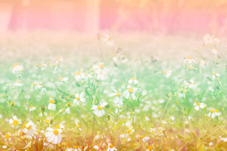 Colorful grass flower with color filter.