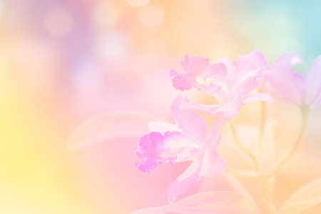Abstract flower with pastel color filter.の写真素材