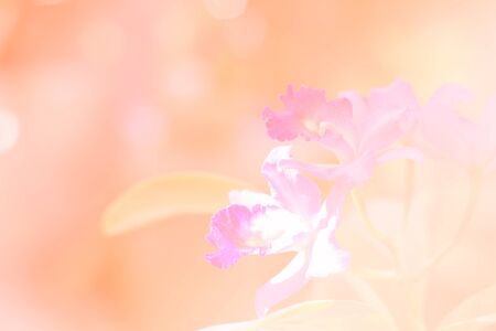 Colorful orchid with color filter in orange tone.の写真素材