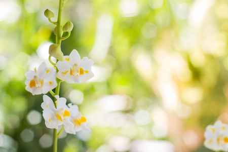 Orchid flower with soft focus.の写真素材