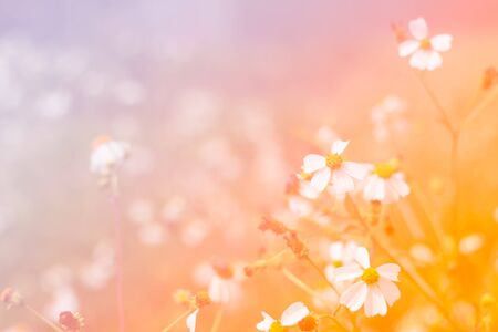 Colorful flower with bokeh made by color filter,vintage style.の写真素材