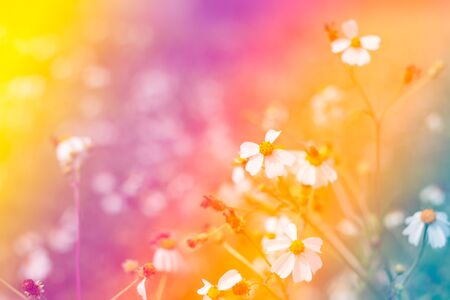 Colorfull abstract flower with color filterの写真素材
