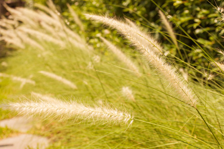 Feather pennisetum or Mission grass , grass flower background.の写真素材
