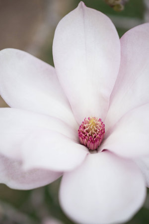 Magnoliaの写真素材