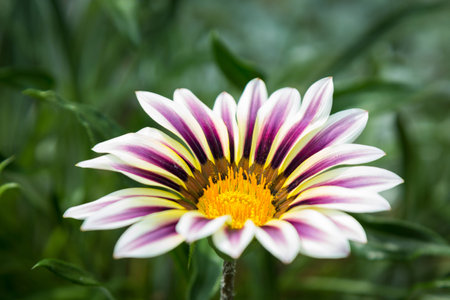 White and purple gazania cultivar on green backgroundの写真素材