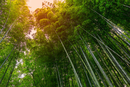 bamboo grove bamboo forest walking path with warm ligth effect at Arashiyama, Kyoto - Japan.の写真素材