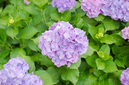 Purple Hydrangea Flowersの写真素材
