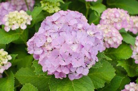 Purple Hydrangea Flowersの写真素材