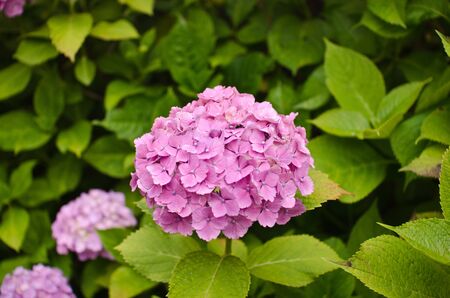 Pink Hydrangea Flowersの写真素材