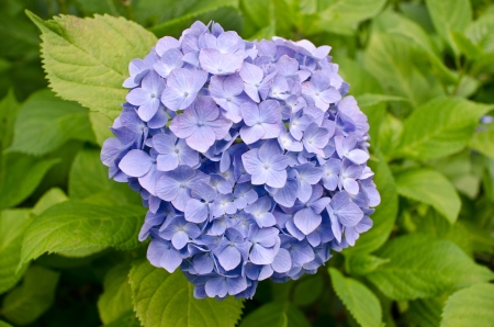 Purple Hydrangea Flowersの写真素材