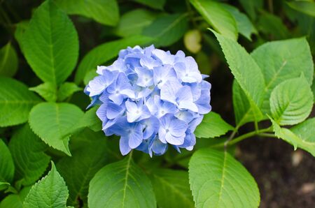 Blue Hydrangea Flowerの写真素材