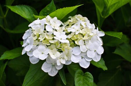 White Hydrangea Flowersの写真素材