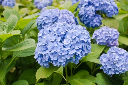 Purple Hydrangea Flowersの写真素材