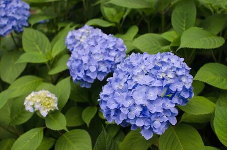 Purple Hydrangea Flowersの写真素材