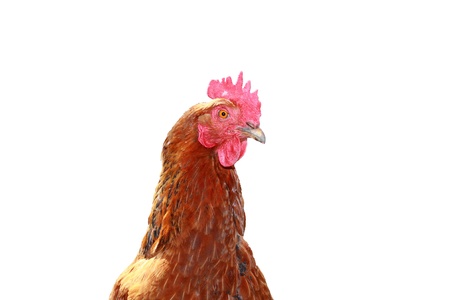 chicken head on white backgroungの写真素材