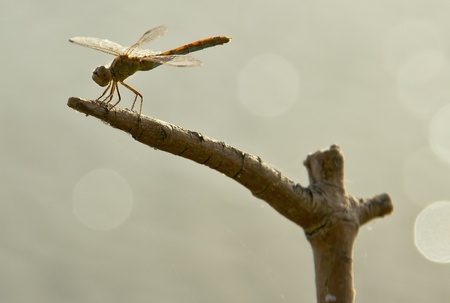 Dragonfly sits on a branchの写真素材