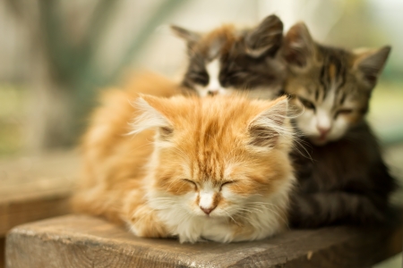 Three little kitten in the villageの写真素材