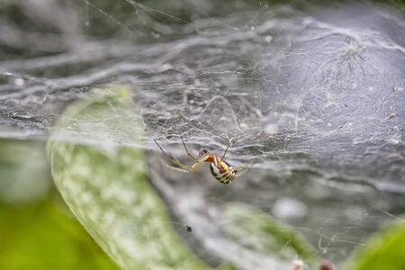 spider on a spider web in the gardenの写真素材