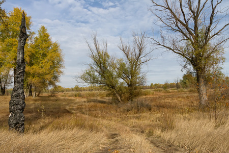 Landscape with autumn withering of trees and a tree which was struck by lightningの写真素材