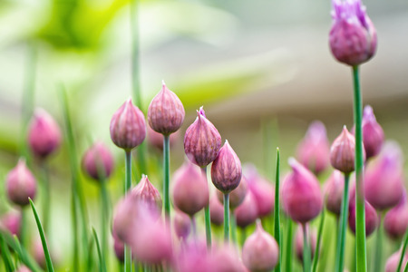 Flowering lilac-pink perennial plants of the Siberian onionの写真素材