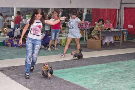 VOLGOGRAD - AUGUST 28: Girls with their Pets Yorkshire Terriers are performing a jog around the ring at a dog show. August 28, 2016 in Volgograd, Russia.のeditorial素材