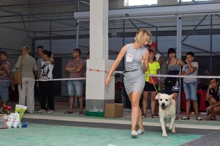VOLGOGRAD - AUGUST 28: Canine along with trust Labrador doing a jog around the ring at a dog show. August 28, 2016 in Volgograd, Russia.のeditorial素材