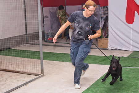 VOLGOGRAD - AUGUST 28: Canine along with trust Labrador doing a jog around the ring at a dog show. August 28, 2016 in Volgograd, Russia.のeditorial素材