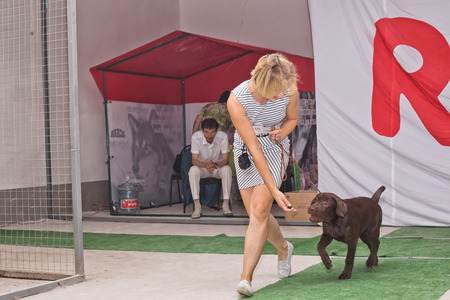 VOLGOGRAD - AUGUST 28: Canine along with trust Labrador doing a jog around the ring at a dog show. August 28, 2016 in Volgograd, Russia.のeditorial素材